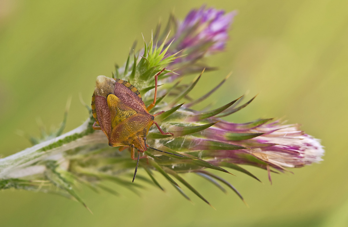 Pentatomidae: Carpocoris mediterraneus siciliano